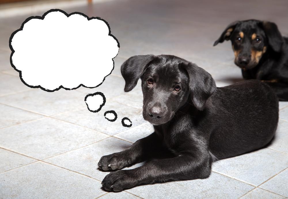 Умеют ли собаки думать Умеют ли собаки думать