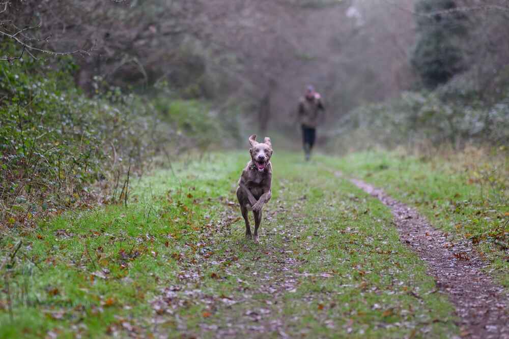 Веймаранер нуждается в уходе