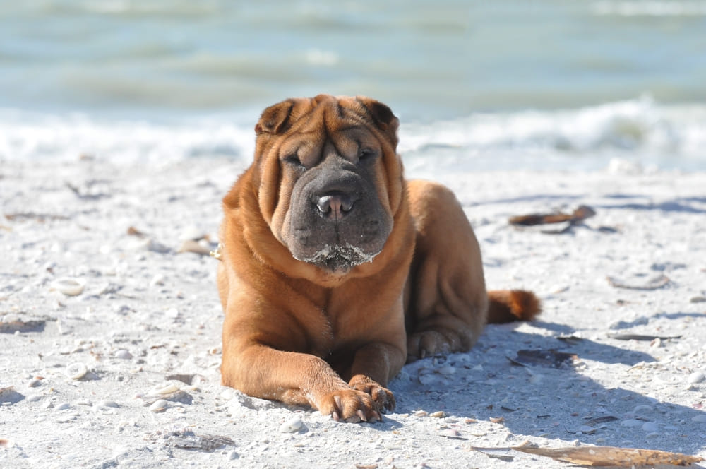 Владельцу нужно знать, сколько этапов проживает шарпей
