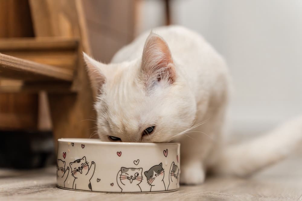 Кошкам можно очищенные и вареные куриные желудки