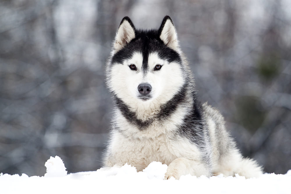 Сибирские хаски могут катать детей на санках