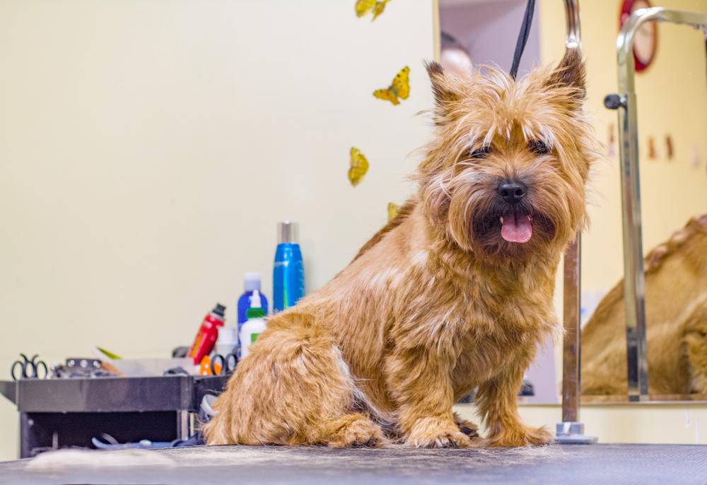 Уход за керн-терьером 