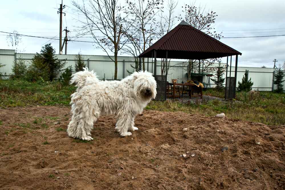 Комондора можно чипировать