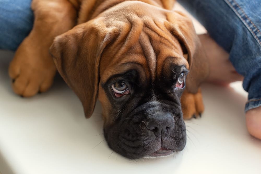 Щенок боксера