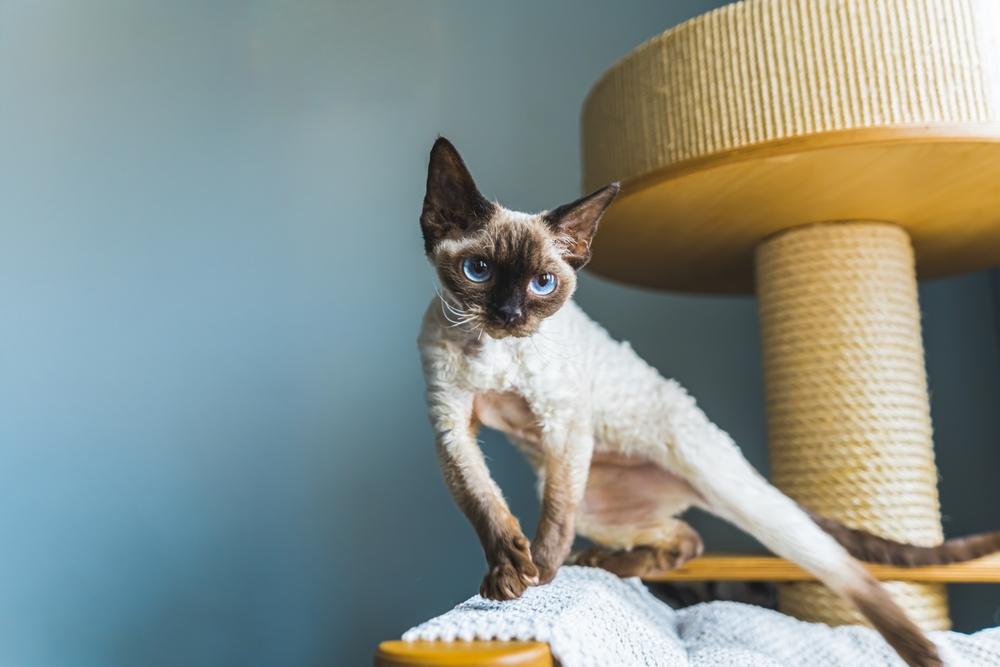 В каких случаях маленький размер кошки – это нормально В каких случаях маленький размер кошки – это нормально