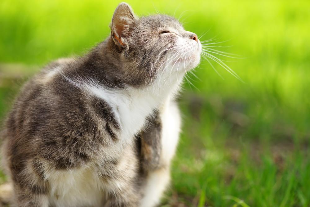 Профилактика блошиного дерматита у кошек