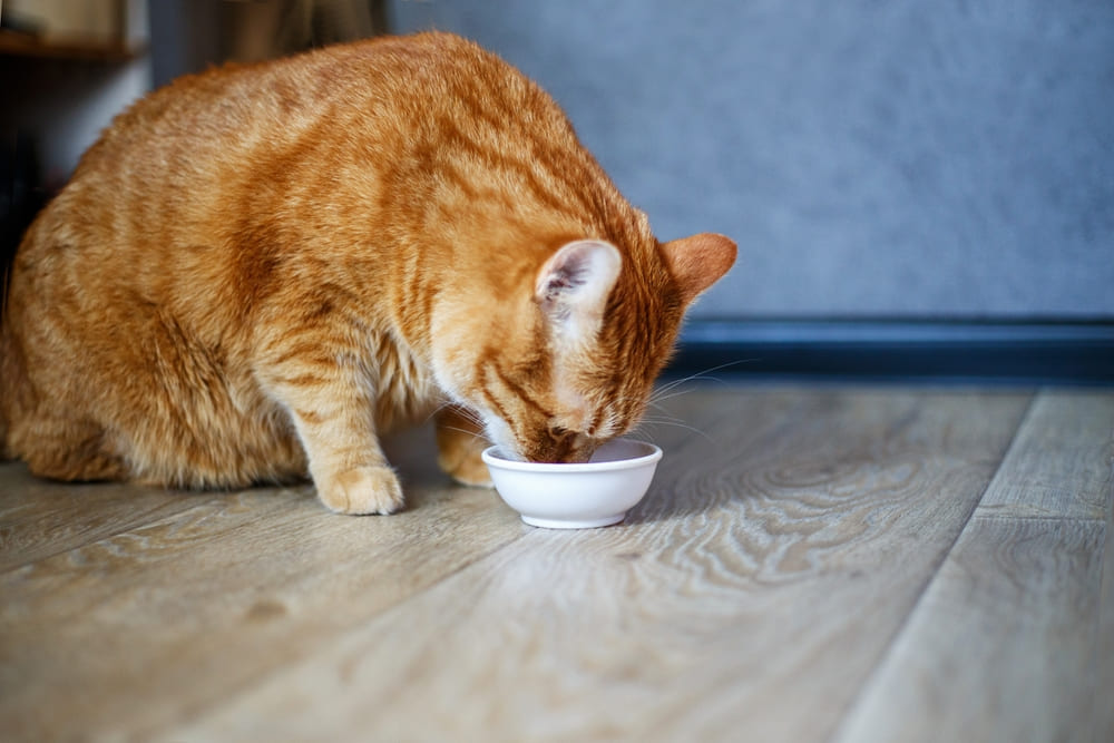 Нужно быть уверенным, можно ли кошкам попкорн