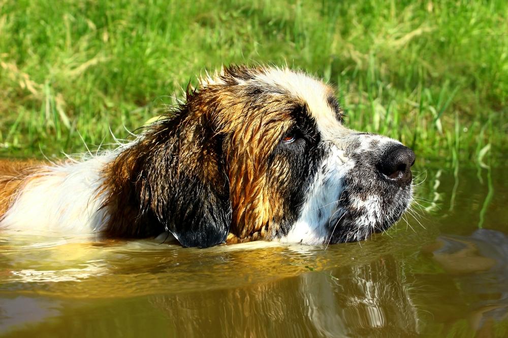 Прогулки необходимы и сенбернару и московской сторожевой