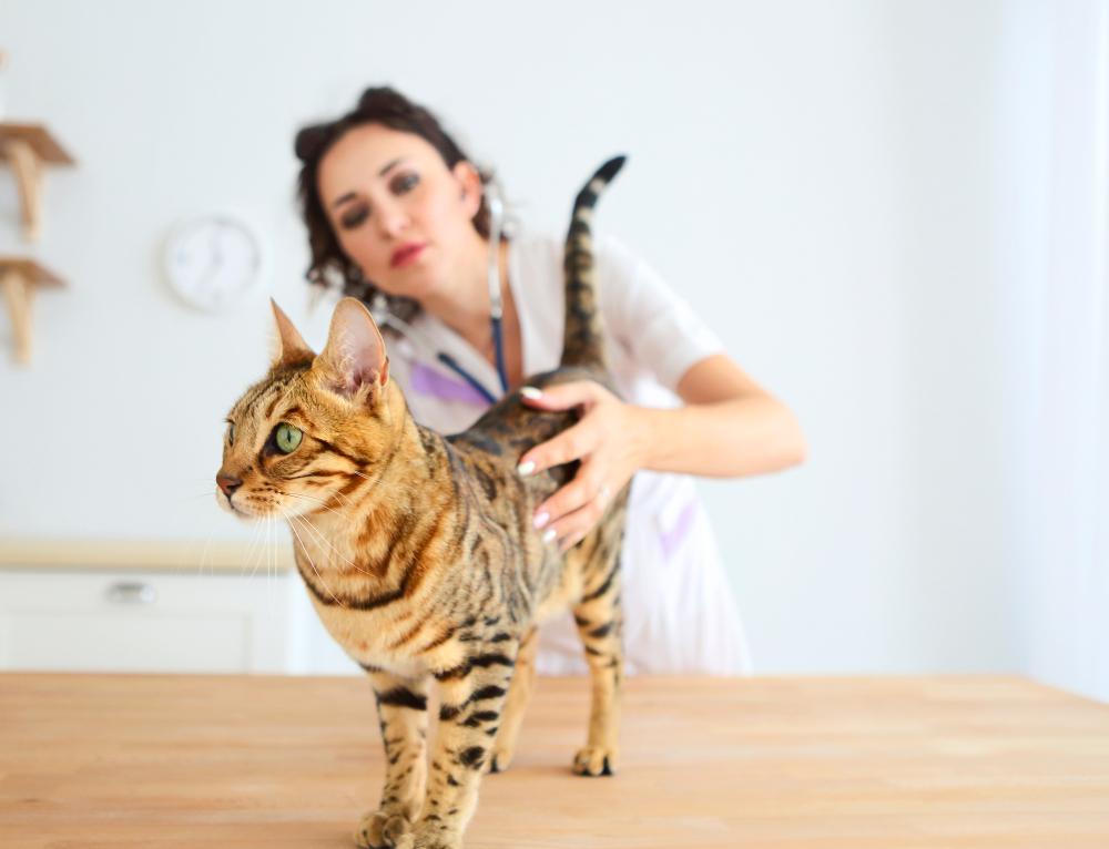 реабилитация после перенесенной онкологии у кошек реабилитация после перенесенной онкологии у кошек