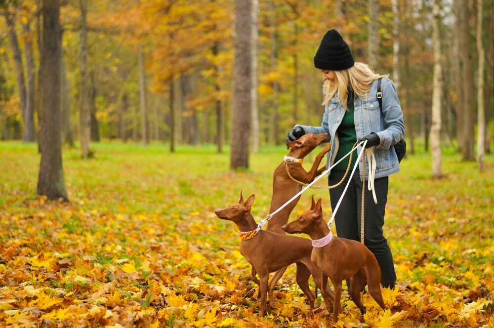 Чирнеко дель Этна очень общительна