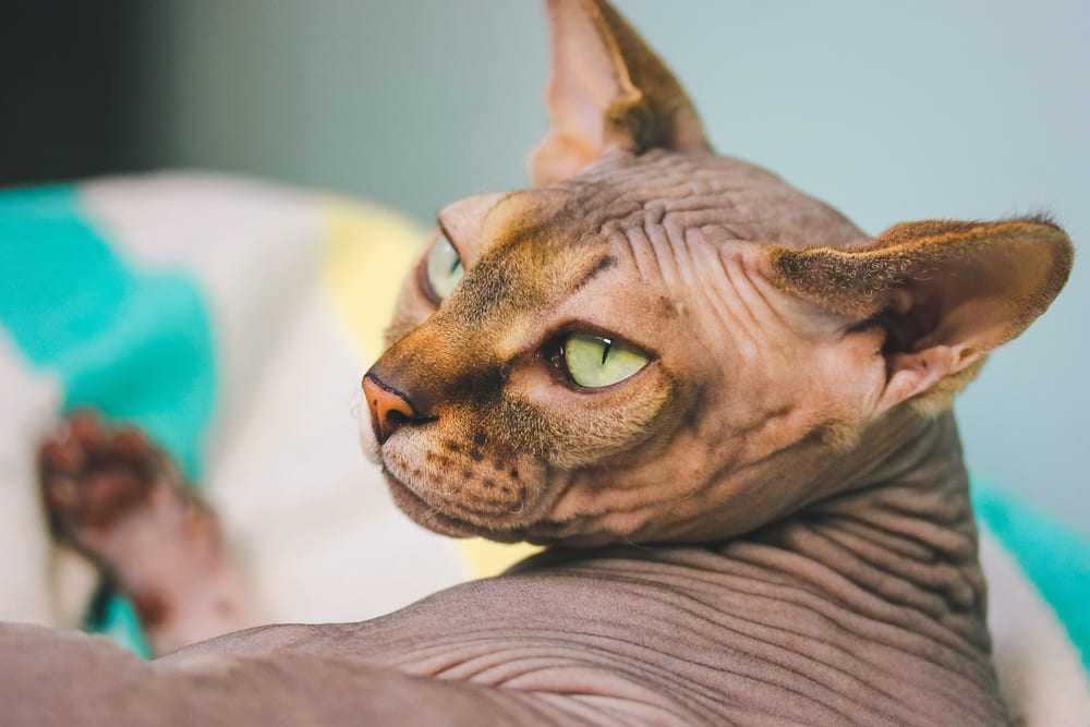 Владельцу надо знать, сколько длится беременность у сфинкса