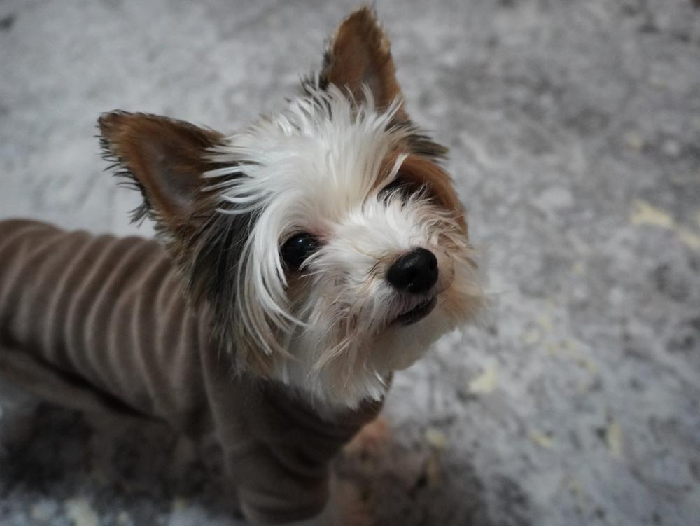 Как отличить мини-йорка от стандарта и других видов?