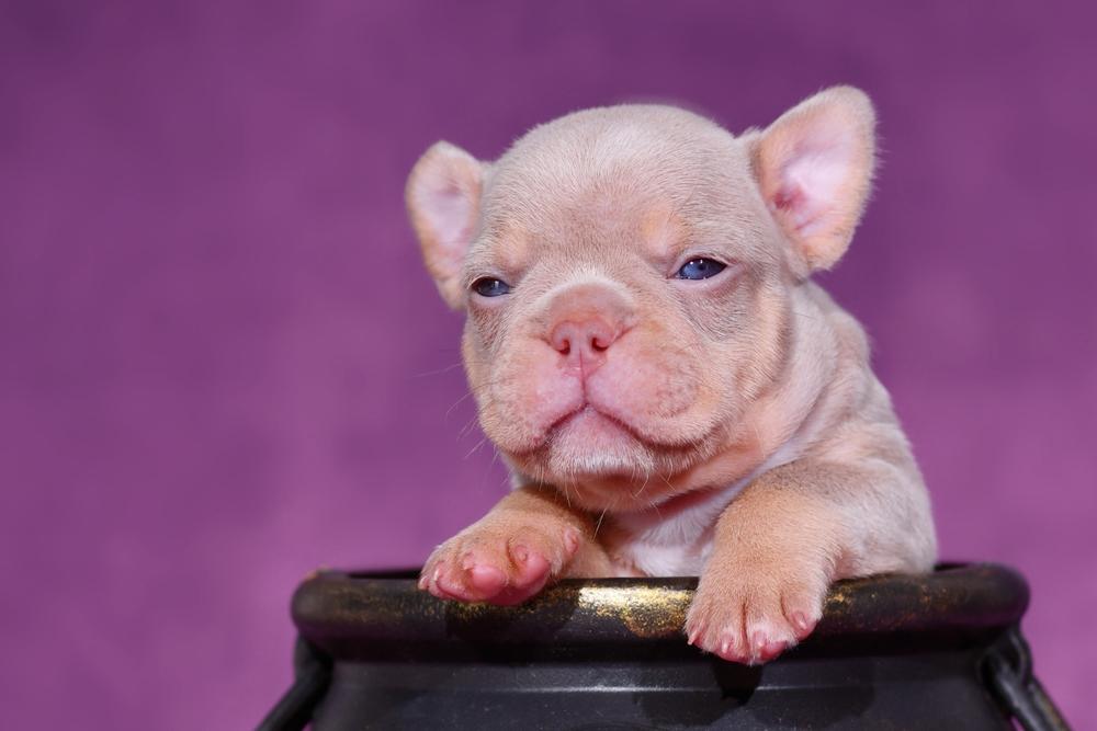 Редкие окрасы французских бульдогов: изабелла Редкие окрасы французских бульдогов: изабелла