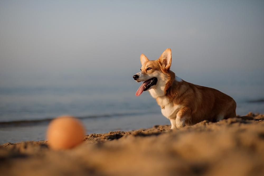 Отличия двух вельш-корги в кормлении (на фото: пемброк) Отличия двух вельш-корги в кормлении (на фото: пемброк)