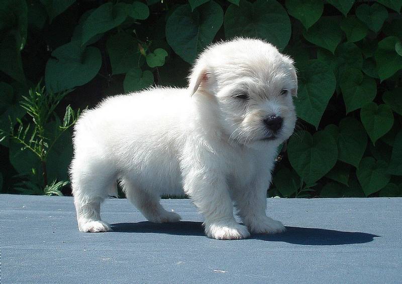 Советы по выбору щенка одиса