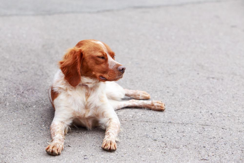 Темперамент бретонского эпаньоля