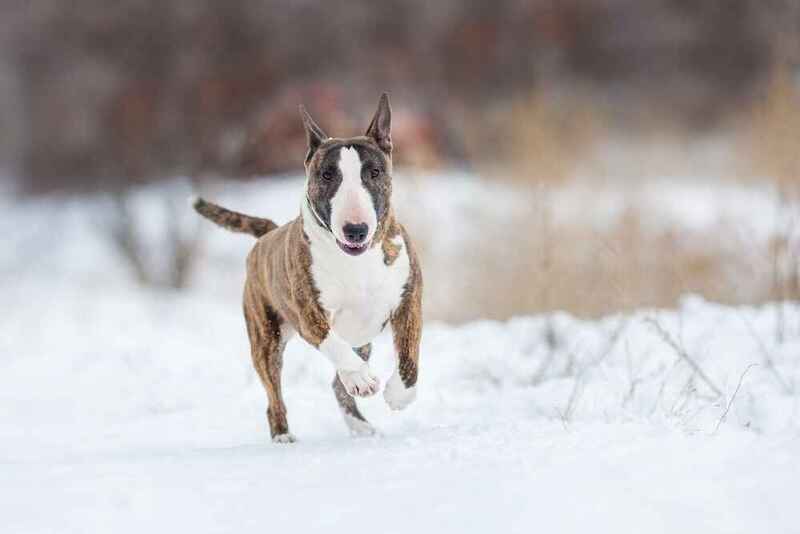 Мини-бультерьеру необходима активность