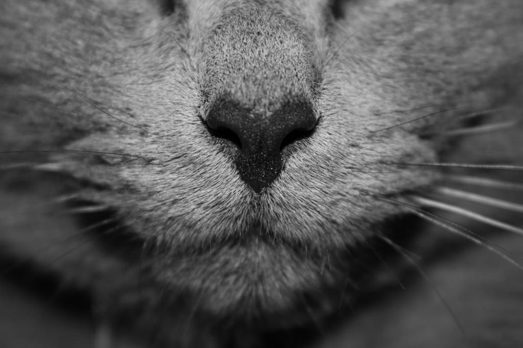 Опасные причины сухого носа у кошки