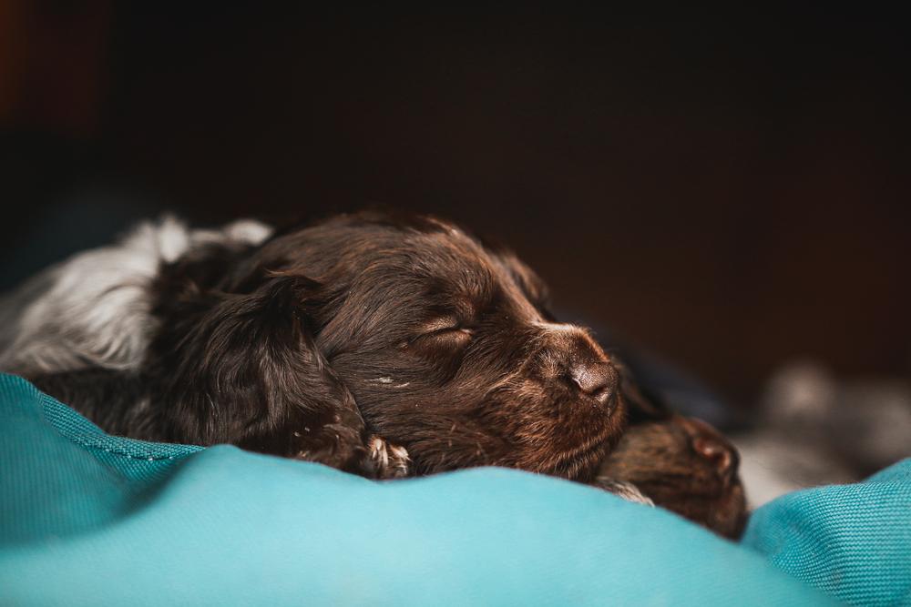 как выбрать щенка немецкого вахтельхунда