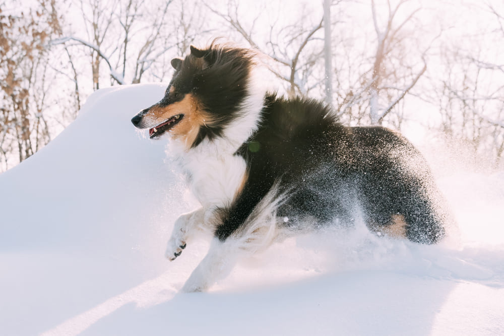 Вакцинировать шотландских овчарок нужно по графику