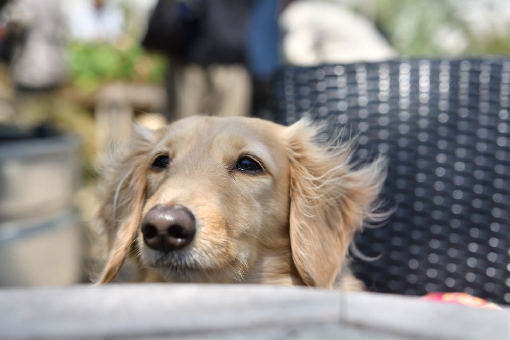 Течка у таксы проходит циклично