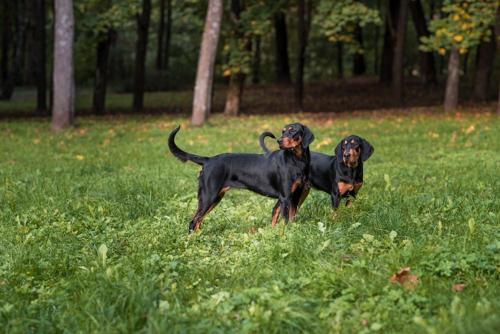 Репродуктивное здоровье литовской гончей