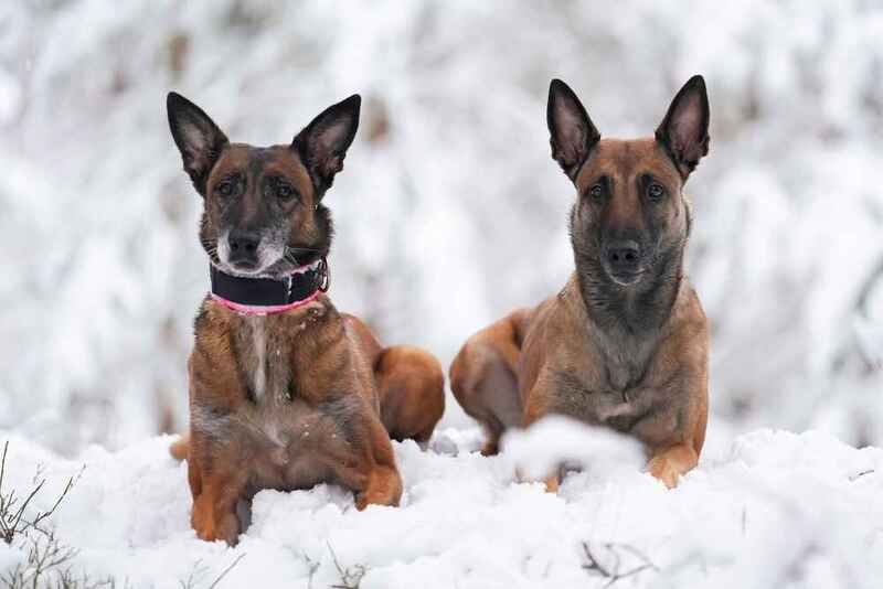 Вес бельгийской овчарки может упасть из-за неподходящего корма