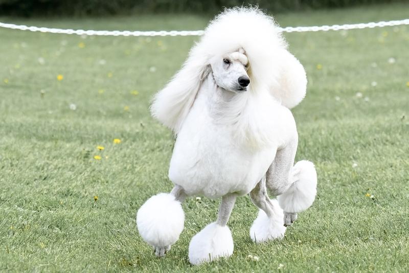 Почему пудели считаются гипоаллергенными?