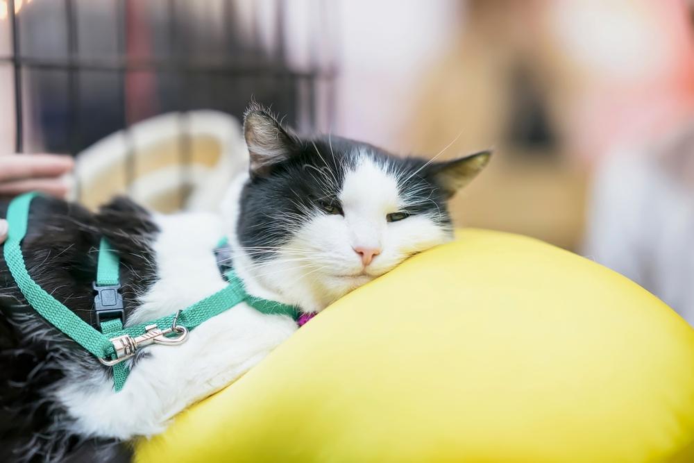 Профилактика сепсиса у кошек Профилактика сепсиса у кошек