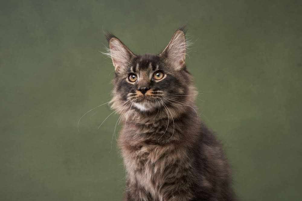 Важно знать, сколько возрастных периодов проживает мейн-кун