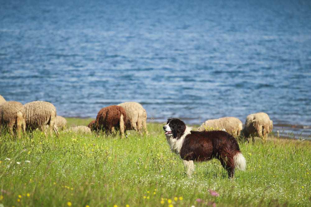 Это взрослая болгарская овчарка