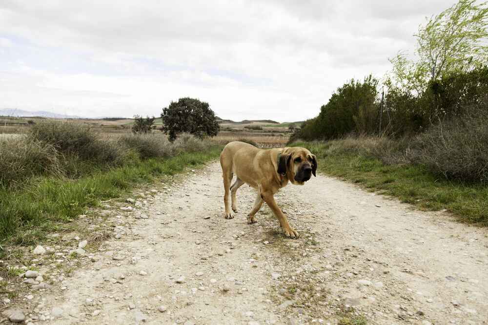 Фила бразилейро