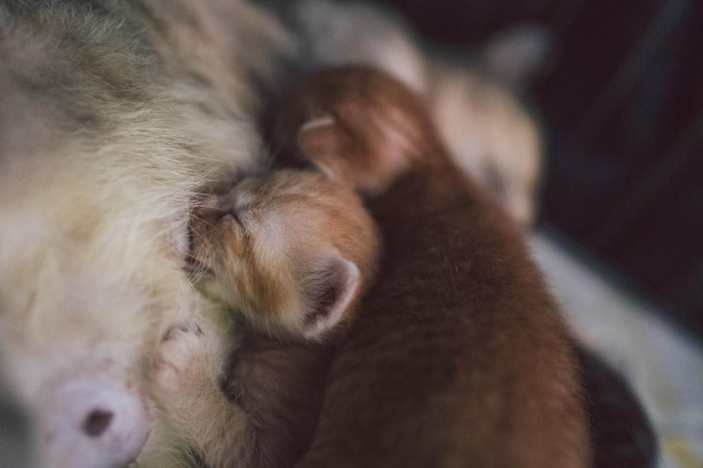Как влияет самец на то, сколько котят может родить кошка 