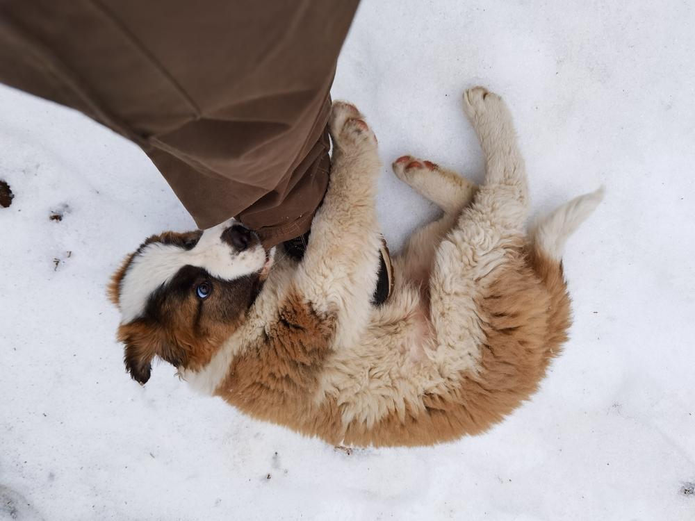 Что делать, если щенок гоняется за своим хвостом