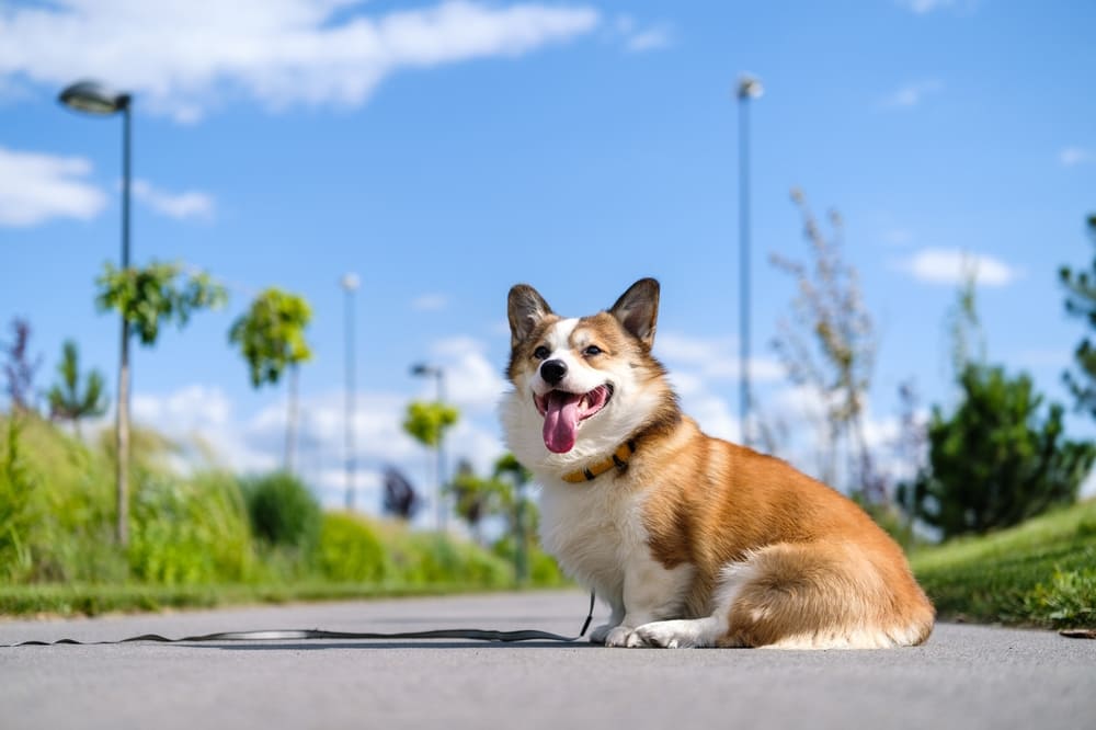 Активность влияет на то, сколько проживет корги