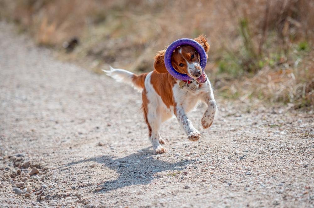 воспитание вельш-спрингер-спаниеля 