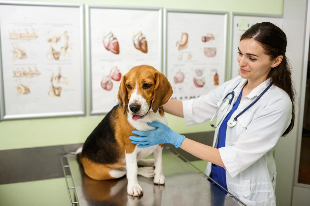 Лечение паралича задних лап у собак