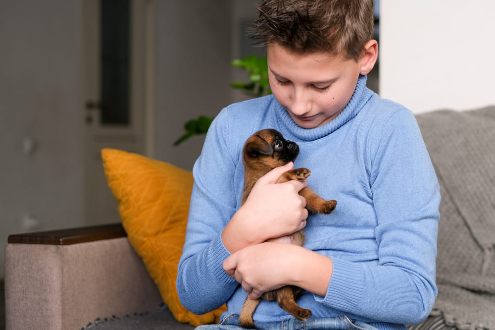 Маленький щенок пти-брабансона