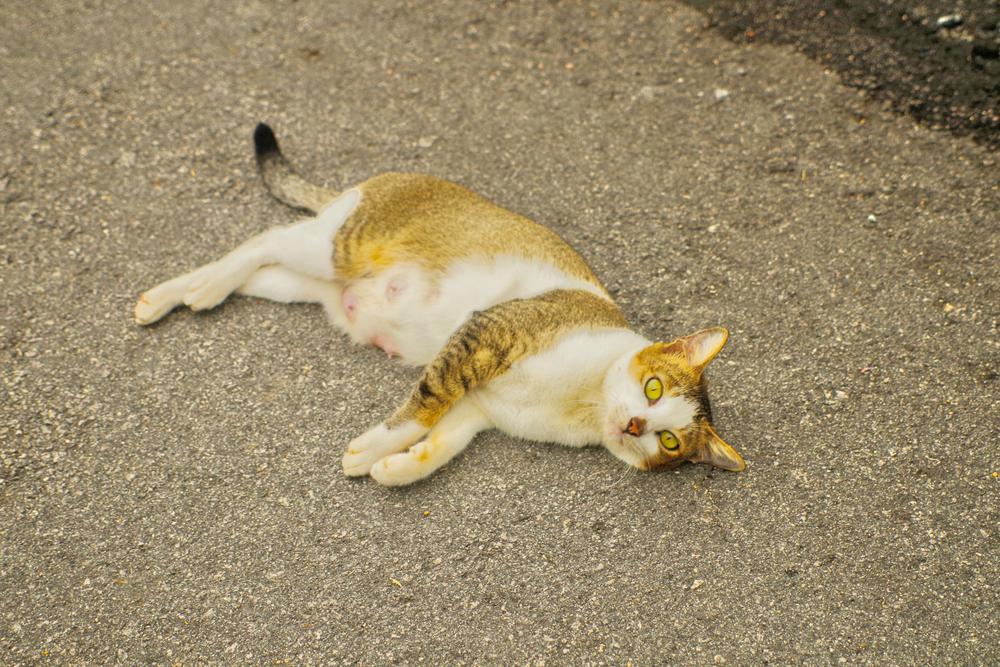 Самостоятельное прекращение лактации у кошек Самостоятельное прекращение лактации у кошек