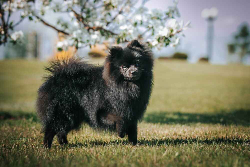 Владельцу важно следить, сколько длится беременность у шпица