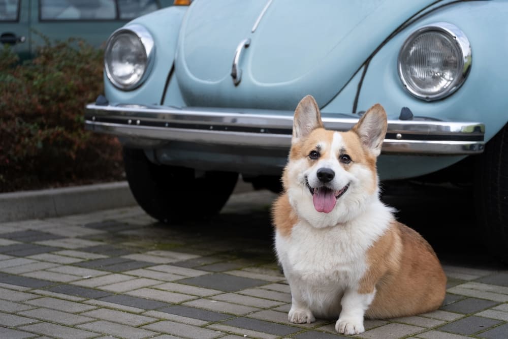 У корги могут диагностироваться болезни глаз