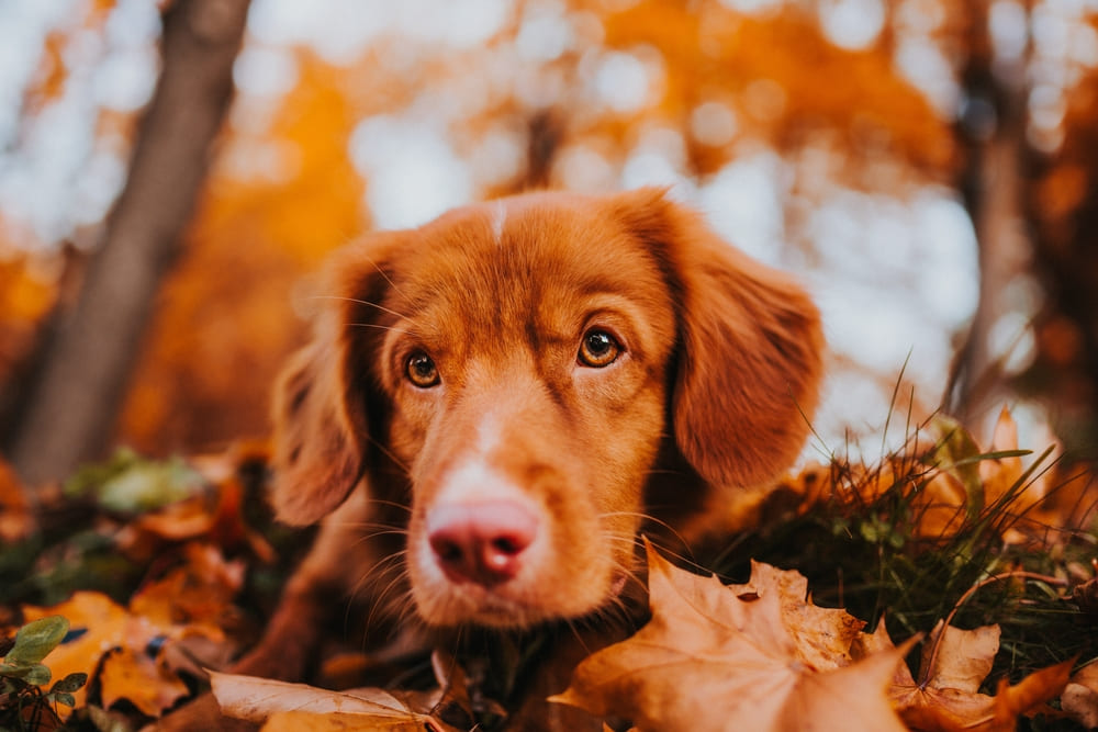 Новошотландский ретривер нуждается в дрессировке