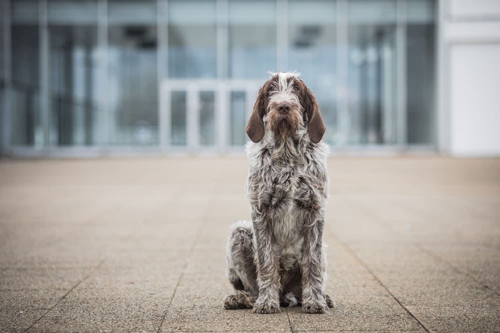 Итальянский спиноне не считается конфликтной собакой