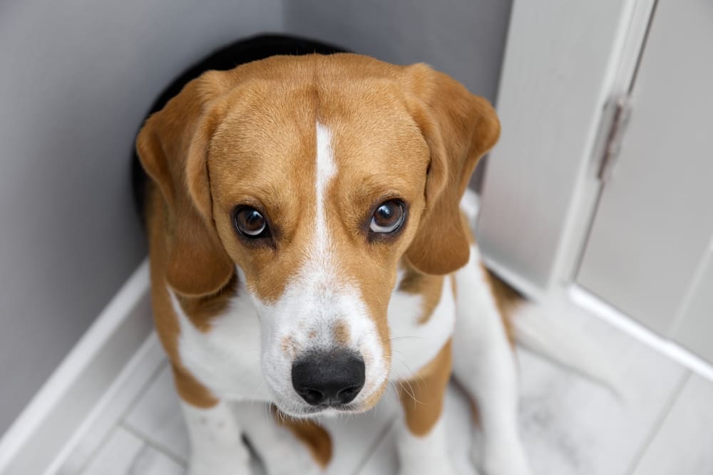 Важно знать, сколько длится беременность и как проходят роды у бигля