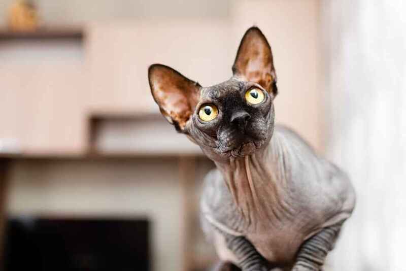 Вес канадского сфинкса увеличивается по мере роста котенка