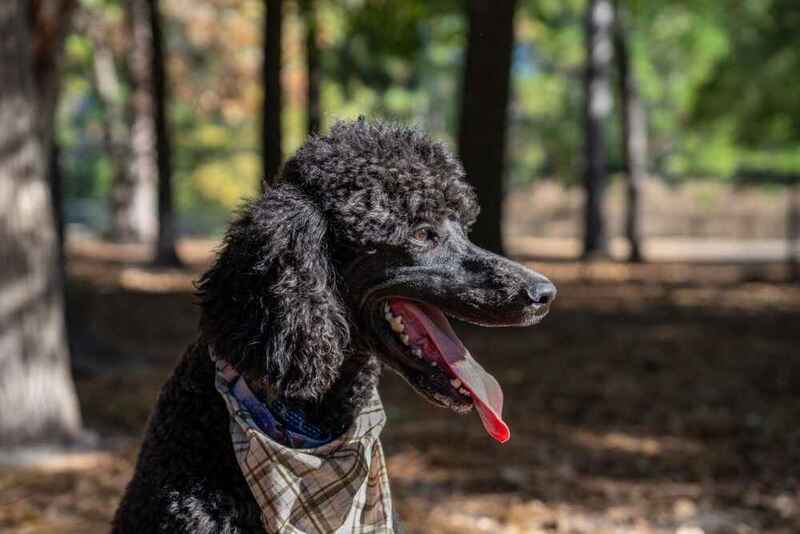 Так выглядит пудель