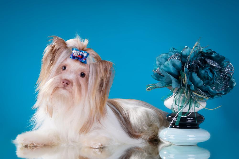 Уход за биро-йоркширским терьером