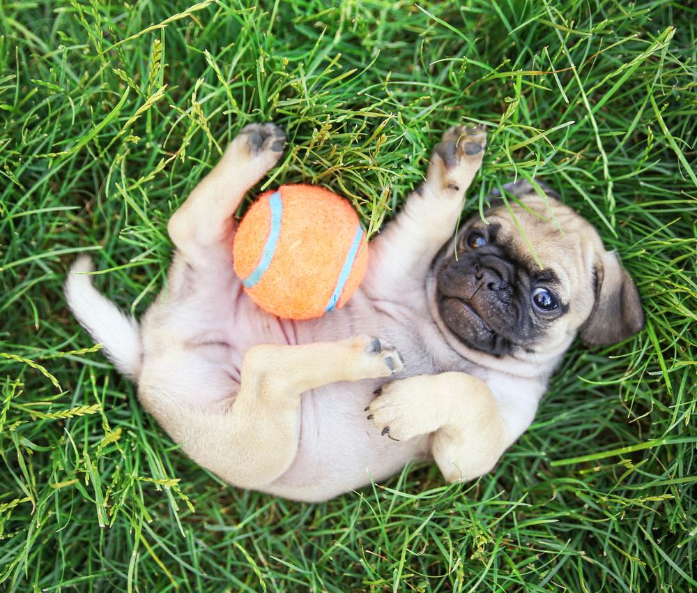 Как можно назвать мопса