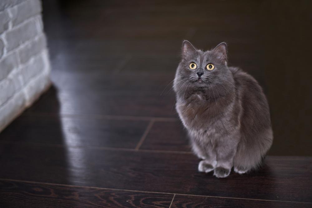 Воспитание нибелунга