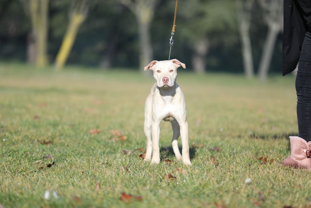 Вакцинация питбуля должна проходить по графику
